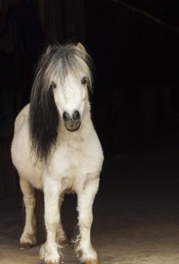 ışık ile beyaz midilli kuyruk a ve karanlık yele duran siyah bir arka plan üzerinde