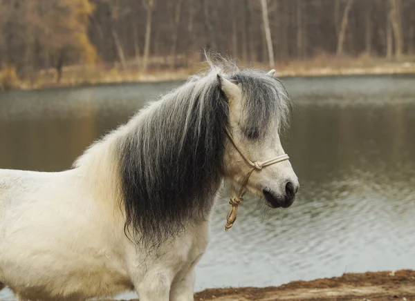 Poney blanc debout sur le sol sur un fond de forêt d'automne et le lac — Photo