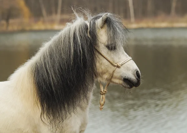 Poney blanc debout sur le sol sur un fond de forêt d'automne et le lac — Photo