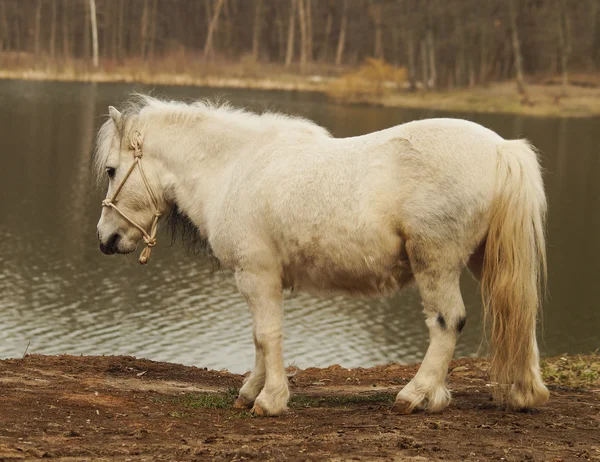 Pônei branco em pé no chão em um fundo de uma floresta de outono e lago — Fotografia de Stock