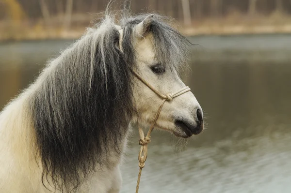 Poney blanc debout sur le sol sur un fond de forêt d'automne et le lac — Photo