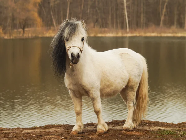 Witte pony staande op de grond op een achtergrond van een herfst bos en meer — Stockfoto