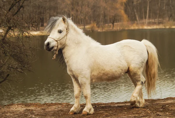 Білий поні, що стоїть на землі на тлі осіннього лісу та озера — стокове фото