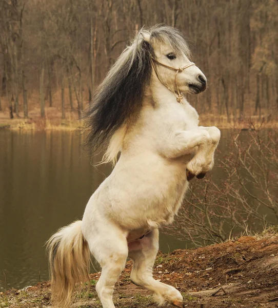 bir sonbahar orman ve göl bir arka plan üzerinde zemin üzerinde beyaz midilli duran