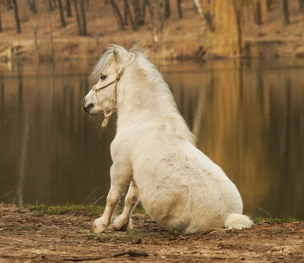 白色小马站在地面上的秋天的森林和湖泊的背景 — 图库照片