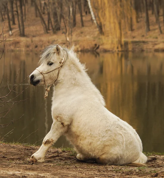 Vita ponny stående på marken på en bakgrund av en hösten skogen och sjön — Stockfoto