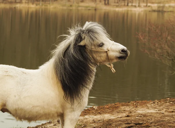 Poney blanc debout sur le sol sur un fond de forêt d'automne et le lac — Photo