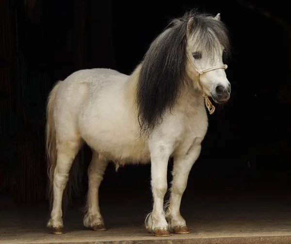 Witte pony met licht staart een en donkere mane staat op een zwarte achtergrond — Stockfoto
