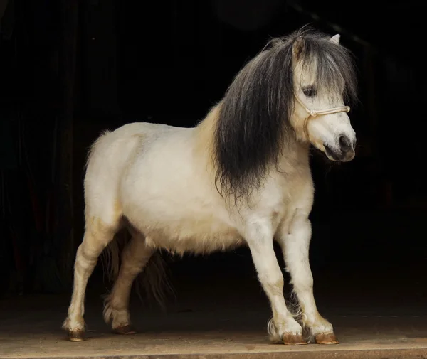 Witte pony met licht staart een en donkere mane staat op een zwarte achtergrond — Stockfoto