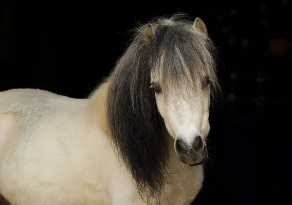 Poney blanc avec queue claire et crinière foncée sur fond noir — Photo