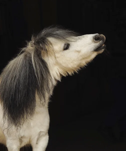 Poney blanc avec queue claire et crinière foncée sur fond noir — Photo