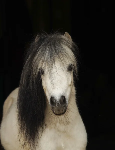 ışık ile beyaz midilli kuyruk a ve karanlık yele duran siyah bir arka plan üzerinde