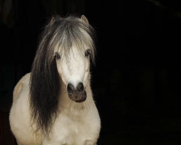 Witte pony met licht staart een en donkere mane staat op een zwarte achtergrond — Stockfoto