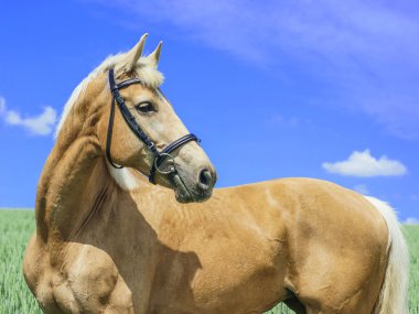 Mavi gökyüzü altında yeşil bir alanda bir beyaz yele ve kuyruk ile hafif kahverengi at standları