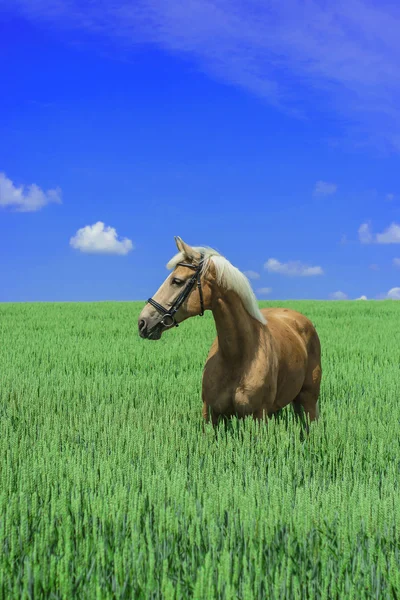 Cavalo marrom claro com uma crina branca e cauda fica em um campo verde sob um céu azul — Fotografia de Stock