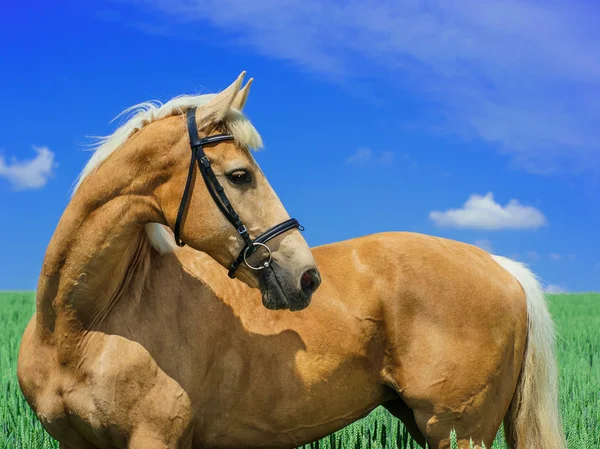 Caballo de color marrón claro con una melena blanca y cola se encuentra en un campo verde bajo un cielo azul — Foto de Stock