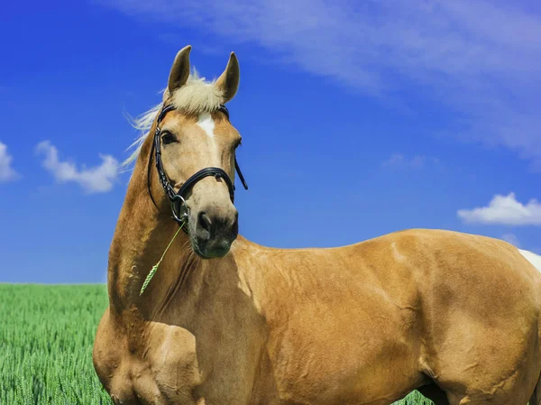 Caballo de color marrón claro con una melena blanca y cola se encuentra en un campo verde bajo un cielo azul — Foto de Stock