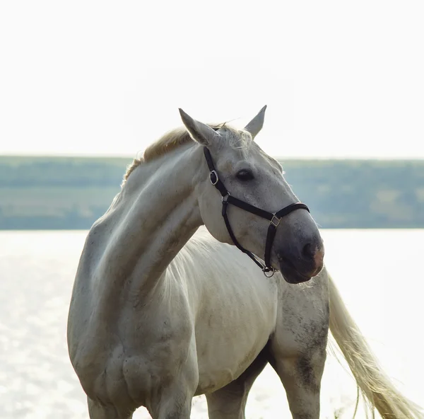 黑色吊带白马站在黄色的草湖河附近 — 图库照片