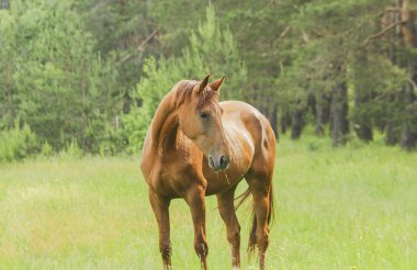 kırmızı at yeşil orman Taze çimenlerin üzerinde gider. 