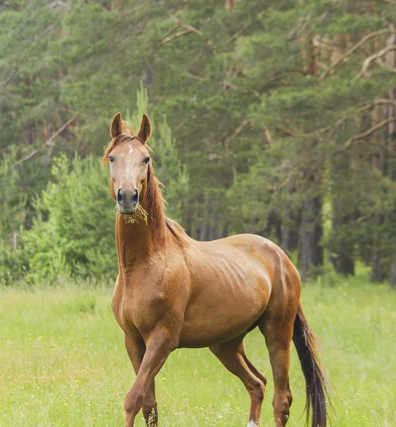 Red horse goes at the green forest on fresh grass — Stock Photo, Image