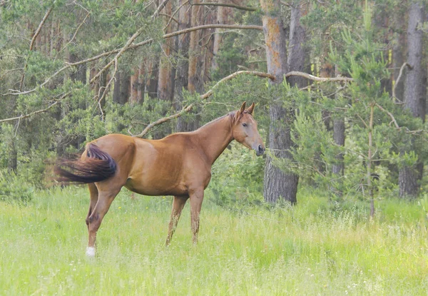 Caballo rojo va al bosque verde en hierba fresca — Foto de Stock