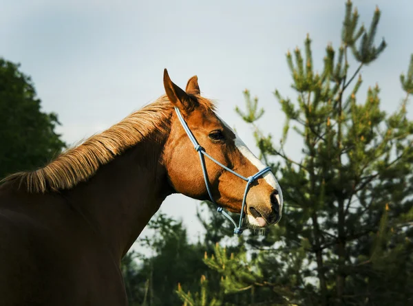 Cavalo vermelho vai para a floresta verde na grama fresca — Fotografia de Stock
