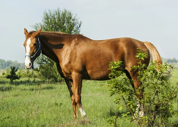 Cavallo rosso va al bosco verde su erba fresca — Foto Stock