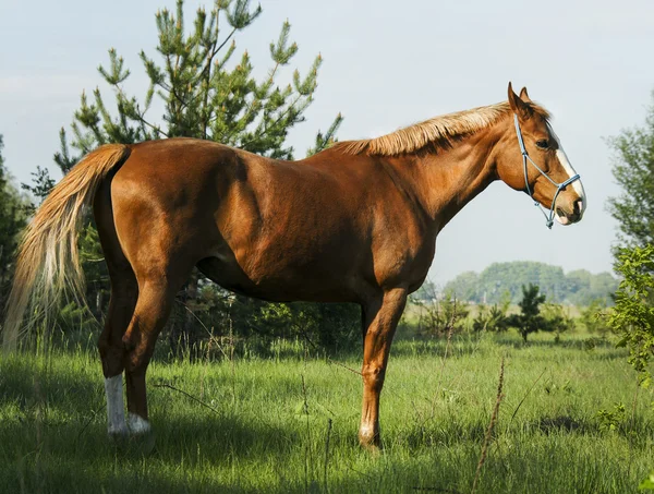 Cavallo rosso va al bosco verde su erba fresca — Foto Stock