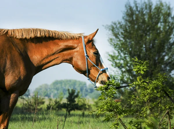 Cavalo vermelho vai para a floresta verde na grama fresca — Fotografia de Stock