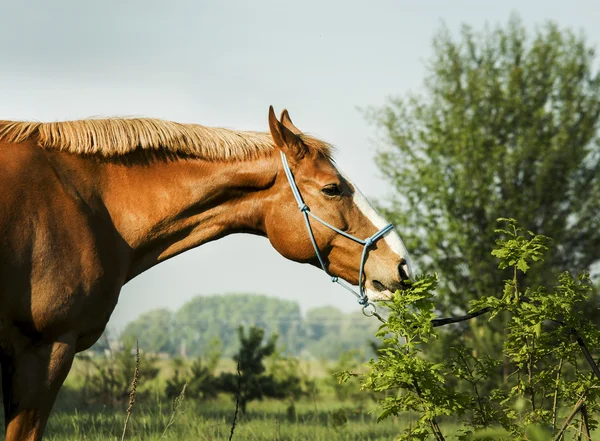 Cavalo vermelho vai para a floresta verde na grama fresca — Fotografia de Stock