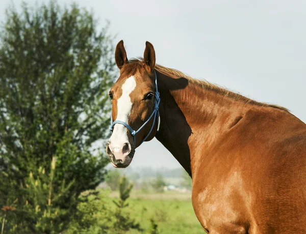 Kırmızı atı ayakta yeşil ormanın Taze çimenlerin üzerinde