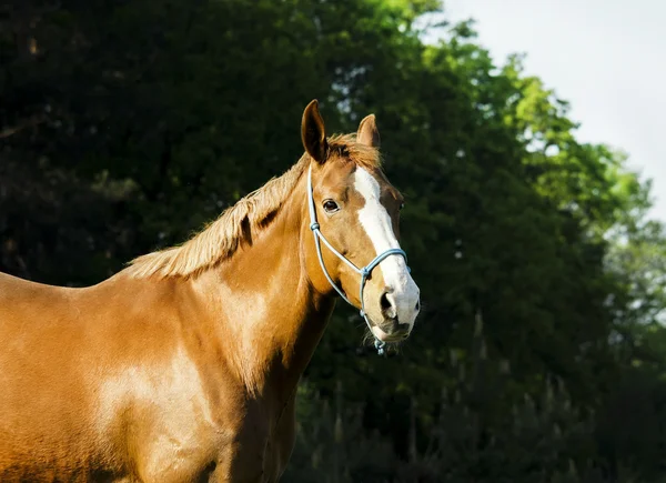 Červený kůň stojící v zeleném lese na čerstvé trávě — Stock fotografie