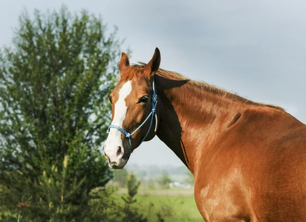 Rode paard staande in het groene woud op vers gras — Stockfoto