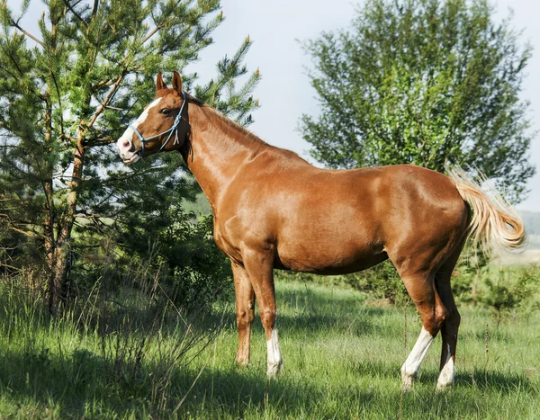 Cavallo rosso in piedi nella foresta verde su erba fresca — Foto Stock