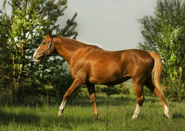 Cavalo vermelho de pé na floresta verde na grama fresca — Fotografia de Stock