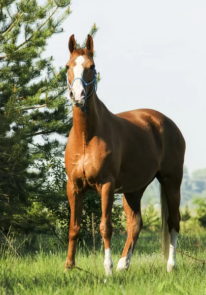 Cavalo vermelho de pé na floresta verde na grama fresca — Fotografia de Stock