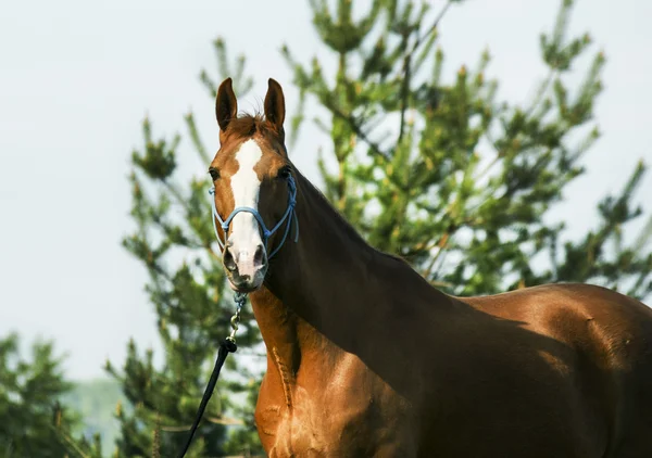 Červený kůň stojící v zeleném lese na čerstvé trávě — Stock fotografie