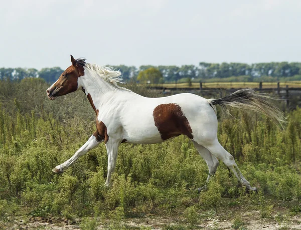 Cavallo bianco con macchie marroni e criniera chiara in piedi su erba verde — Foto Stock