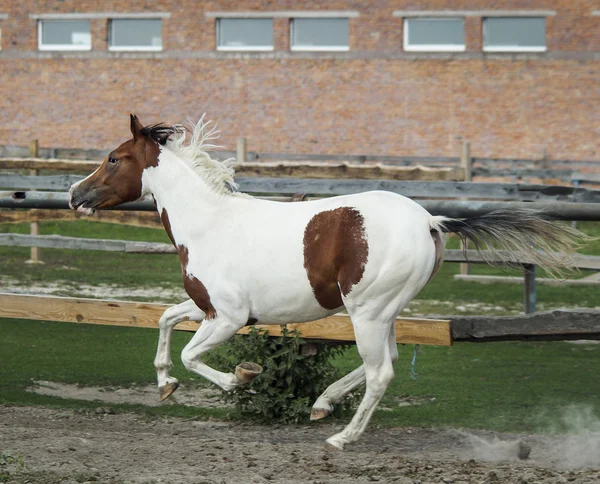 White horse kahverengi noktalar ve ışık yele ayakta yeşil çimenlerin üzerinde
