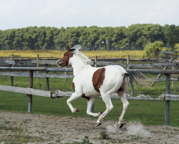 Bílý kůň s hnědými skvrnami a lehké hřívu stojící na zelené trávě — Stock fotografie