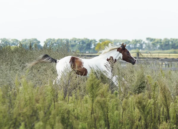 Άσπρο άλογο με καφέ κηλίδες και φως χαίτη στέκεται στο γρασίδι — Φωτογραφία Αρχείου