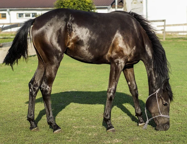 Un cheval brun debout dans un enclos sur une herbe verte — Photo