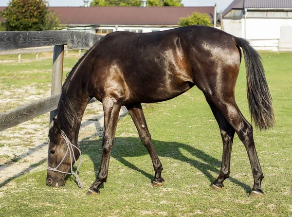Yeşil çimenlerin üzerinde bir padok bir kahverengi at ayakta