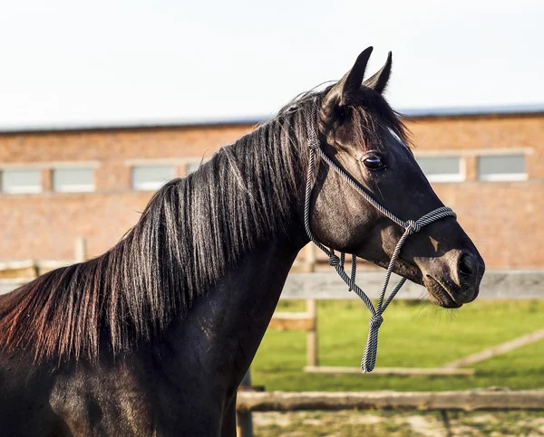 緑の草のパドックに茶色の馬立って — ストック写真