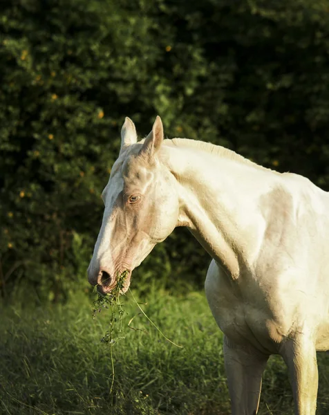 Vita hästen stående på en bakgrund av gröna träd — Stockfoto