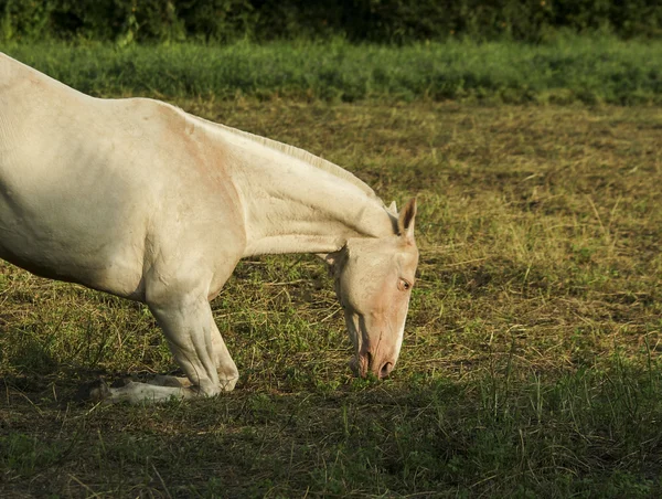 Cavallo bianco in piedi su uno sfondo di alberi verdi — Foto Stock