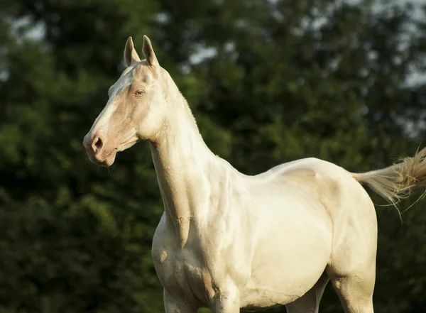 Білий кінь стоїть на фоні зелених дерев — стокове фото
