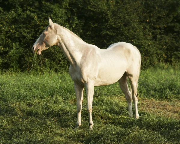 Cavalo branco em pé sobre um fundo de árvores verdes — Fotografia de Stock