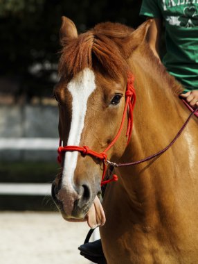 Bu baş beyaz bir leke ile kırmızı at dilini gösterilen