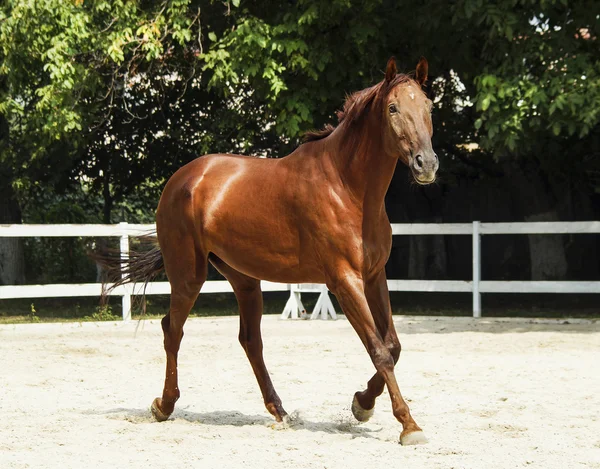 Cavalo vermelho com uma mancha branca na cabeça está correndo no paddock ao lado da cerca branca — Fotografia de Stock